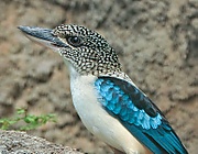 Spangled Kookaburra.jpg