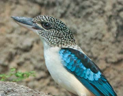 Spangled Kookaburra.jpg