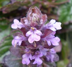 Ajuga reptans atropurpurea 0.7 R-2.jpg