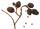 Alnus glutinosa - fruits and seeds.jpg