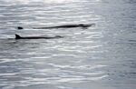 Antarctic, minky whales (js) 13.jpg