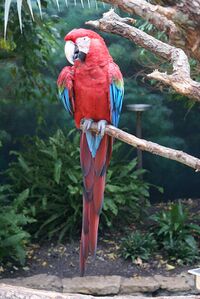 Ara chloroptera -Brookfield Zoo-8.jpg