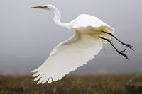 Ardea alba in flight - by Mike Baird.jpg