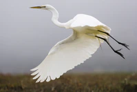 Ardea alba in flight - by Mike Baird.jpg