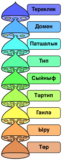 Биологик классификацияның төп сигез таксономик рангы.