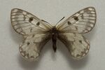 BoedromiusCRW 4346.jpg