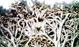 Cladonia mitis-1.jpg