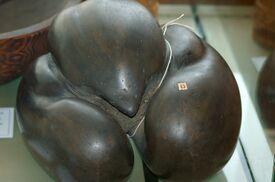 Coco de mer 3 seeds.jpg