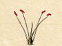Ehret-Methodus Plantarum Sexualis-D.jpg