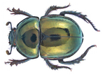 Geotrupes vernalis (Linné, 1758) Syn.- Trypocopris vernalis (Linné, 1758) (19282920160).png