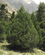 Juniperus foetidissima, Aladağlar Mountains 1.jpg
