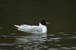 Larus melanocephalus aka Mediterranean Gull rare guest in Sweden.jpg