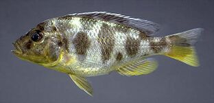 Nimbochromis venustus by MKOliver.jpg