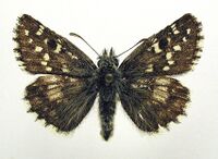 Pyrgus alveus1.jpg