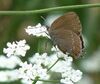 Satyrium ilicis.JPG