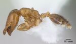 Xenomyrmex stollii casent0179463 profile 1.jpg