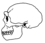 Череп человека прямоходящего (Homo erectus).png