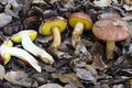 Aureoboletus flaviporus 591410.jpg