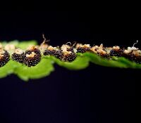 Dryopteris filix-mas2 ies.jpg