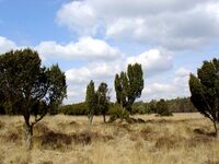 Dwingelderveld-(met-jeneverbessen.jpg