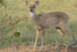 Grey Brocket Deer (Mazama gouazoubira) female ... (48368174701).jpg