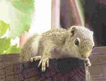 Heliosciurus 2.jpg