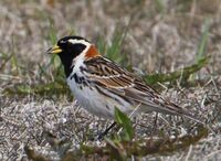 Lapland Longspur - Calcarius lapponicus - Sportittlingur 4.jpg