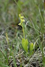 Liparis loeselii-001.jpg