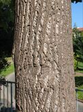 Liriodendron bark old 2.jpg