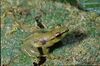 Mantidactylus punctatus.jpg