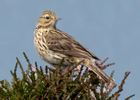 Meadow-pipit.jpg