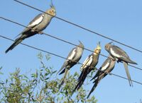 Nymphicus hollandicus -perching on wires -Australia-6a.jpg