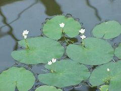 Nymphoidies ezannoi0.jpg