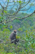 Purple-faced langur (Trachypithecus vetulus).jpg