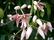 Stauntonia hexaphylla5.jpg