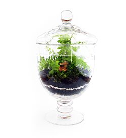 Terrarium-vase.jpg