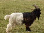Walliser Schwarzhalsziege Vallesana-Ziege Sittensen - Norddeutschland.JPG