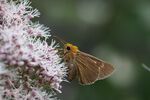 キバネセセリ (Bibasis aquilina) (15215660420).jpg