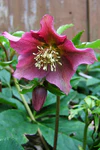 2007-01-04Helleborus05.jpg