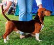 Artesian Normandian Basset.jpg