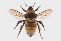 Bombus distinguendus1.jpg