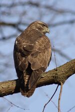 Buteo 5(loz).JPG