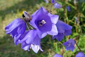 Campanula persicifolia Tehumardi Saaremaa.jpg
