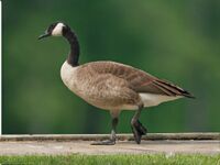 Canada Goose (Branta canadensis) RWD.jpg