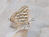 Cigaritis acamas 1.jpg