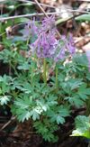 Corydalis solida 240406.jpg