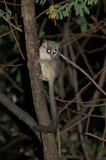 Galago.jpg
