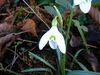 Galanthus angustifolius, from Rize DSC06951.jpg