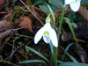 Galanthus angustifolius, from Rize DSC06951.jpg