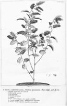 Hortus Cliffortianus (TAB- XXXVI) BHL397287.jpg